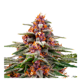 RUNTZ AUTO  - BARNEY'S FARM